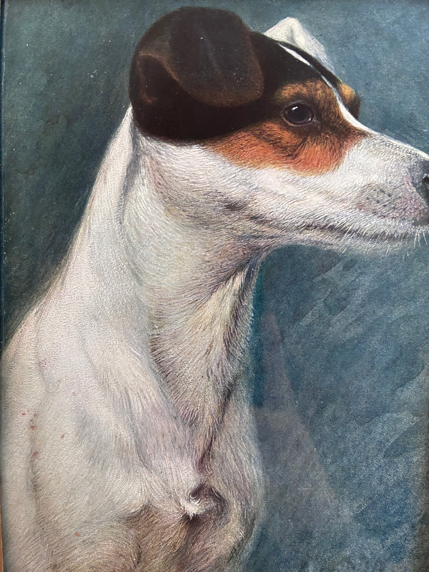 Antique Original Dog Lithographic, Framed Dog Portrait