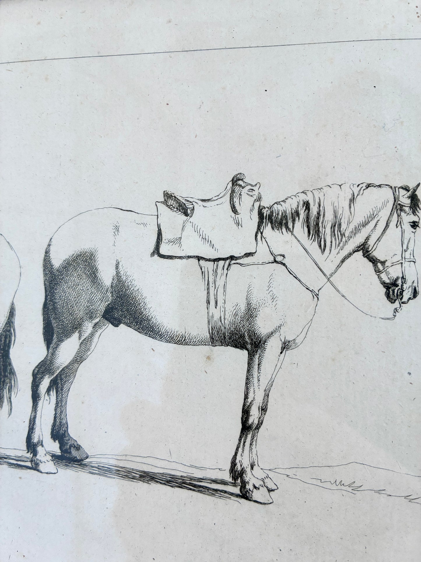 Pair of Antique Original Horse Etchings, circa 1700, Framed Equestrian Prints