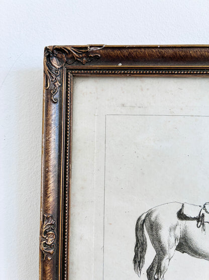 Pair of Antique Original Horse Etchings, circa 1700, Framed Equestrian Prints